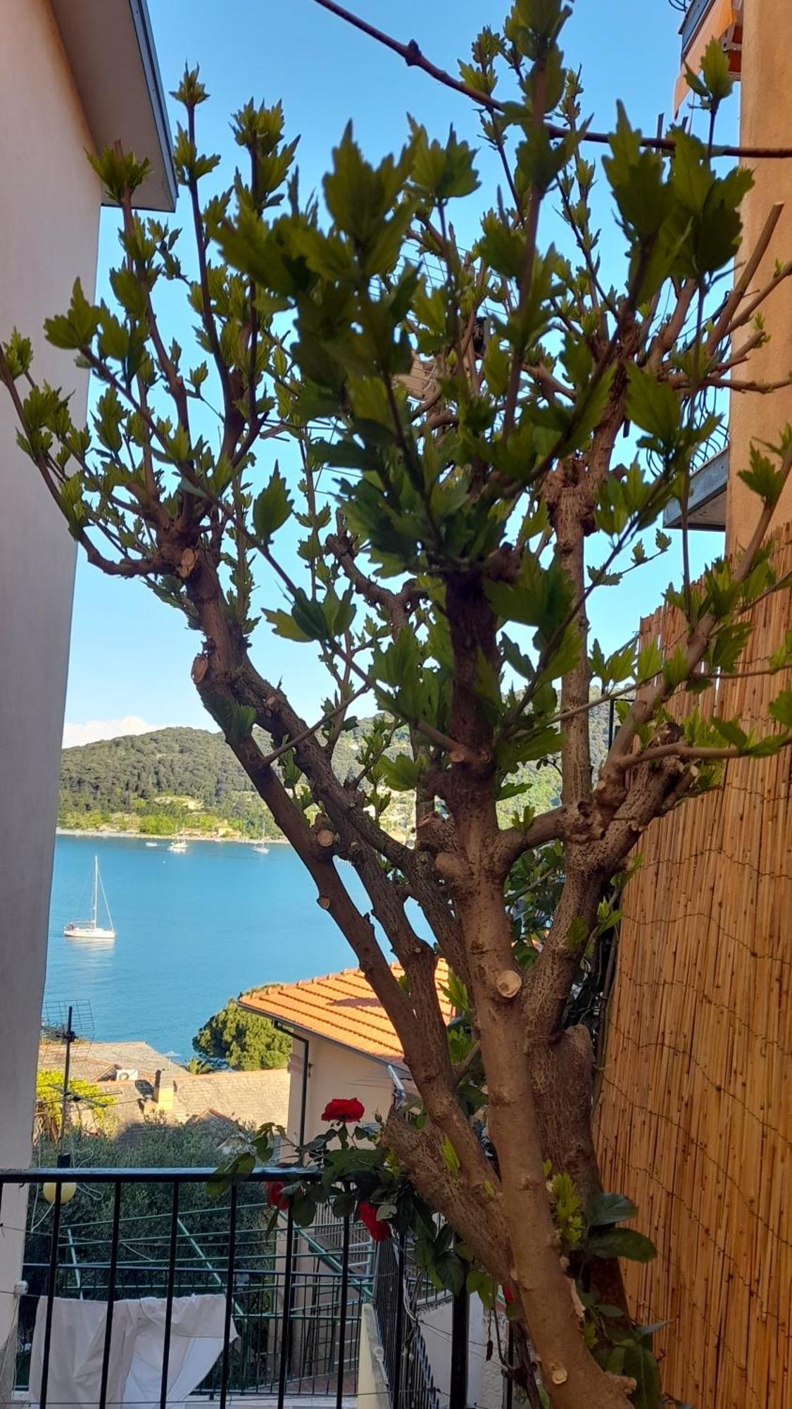Casa Vacanze Ibiscus Porto Venere Esterno foto